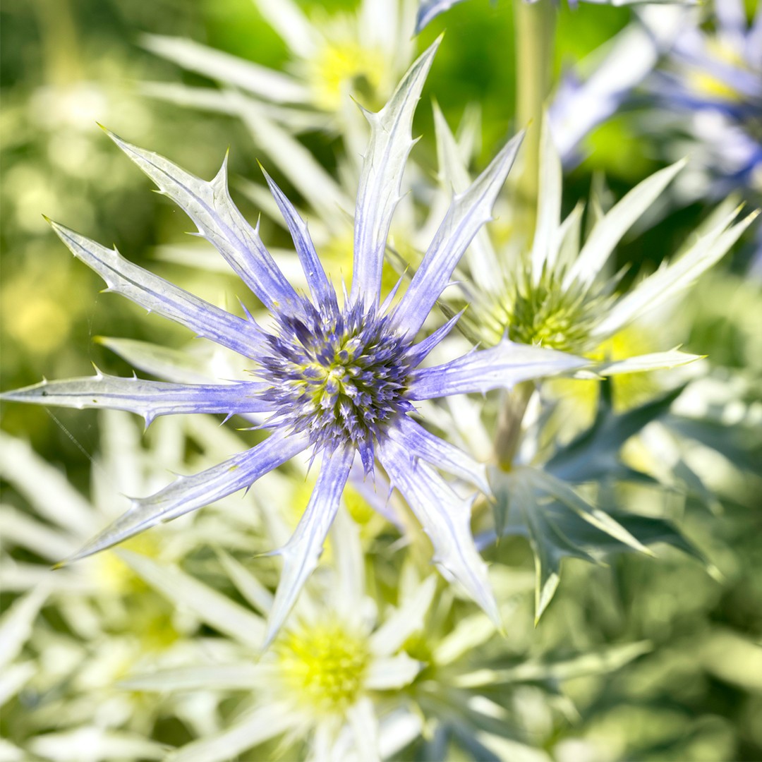 Cardo dei Pirenei (Eryngium bourgatii) - PictureThis