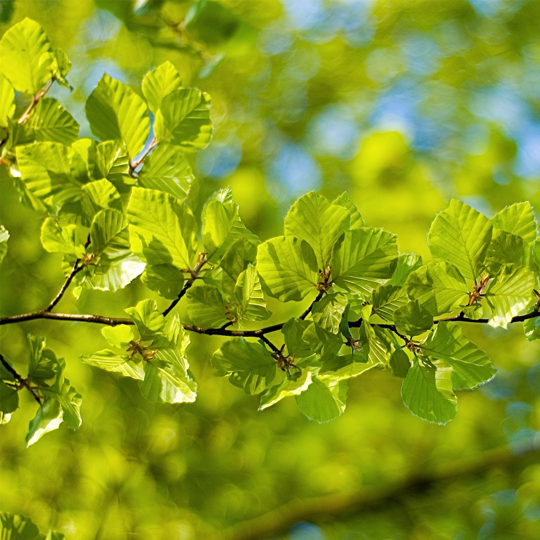 PictureThis - (Fagus sylvatica) زان أوروبي