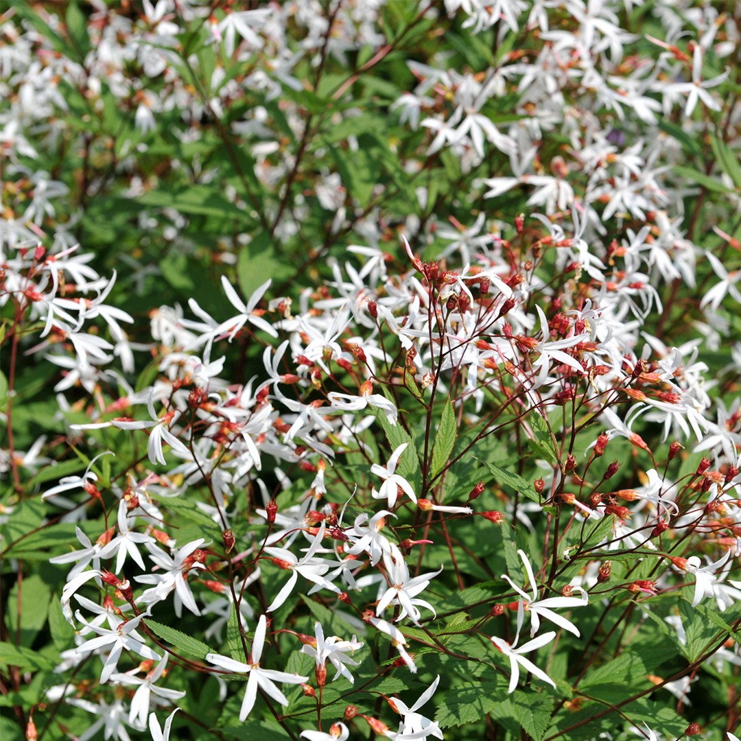 Bowman's roots (Gillenia) Flower, Leaf, Care, Uses - PictureThis