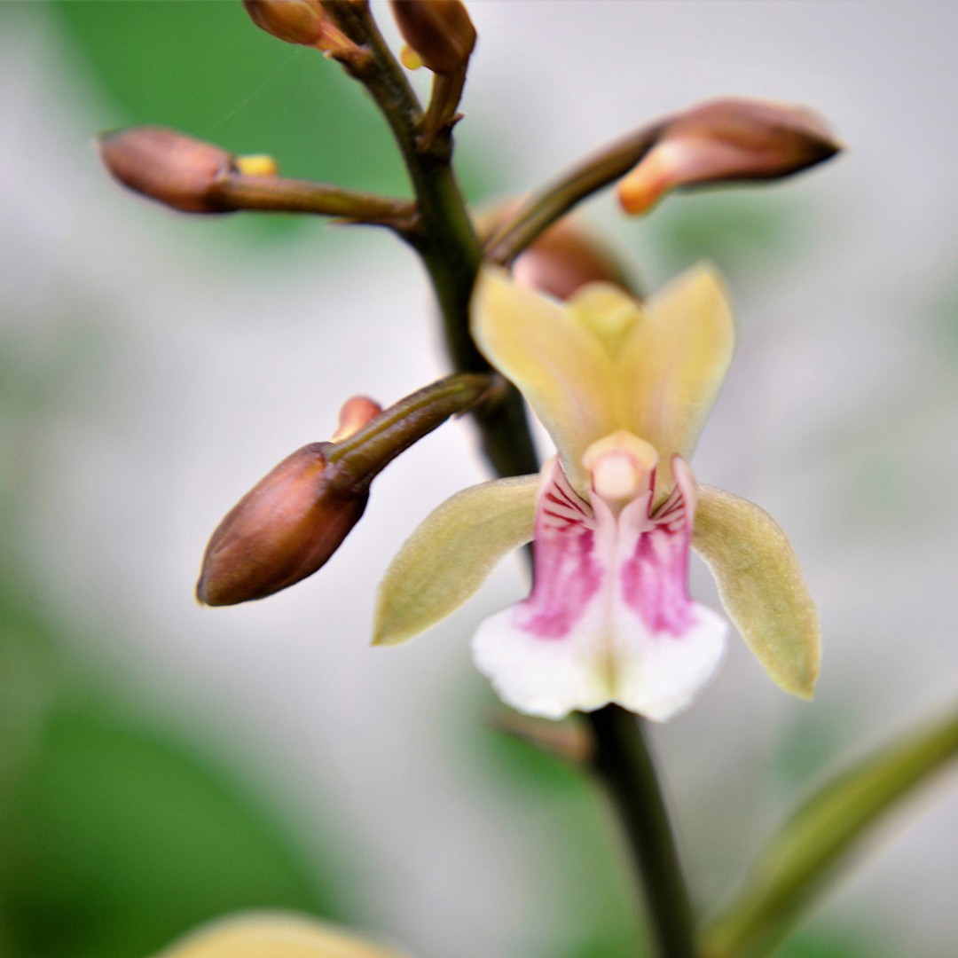 Orchidée moine (Oeceoclades)