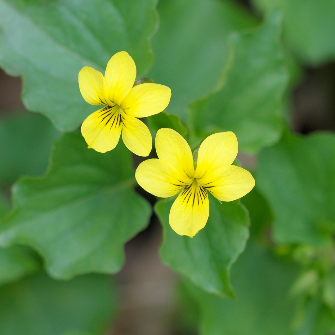 Viola glabella - PictureThis