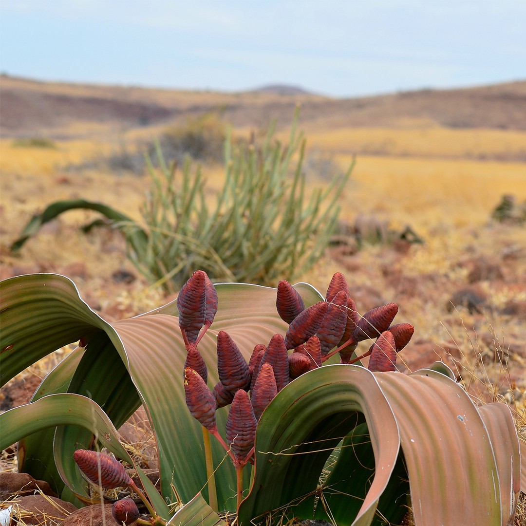 Arbre tumbo (Welwitschia)