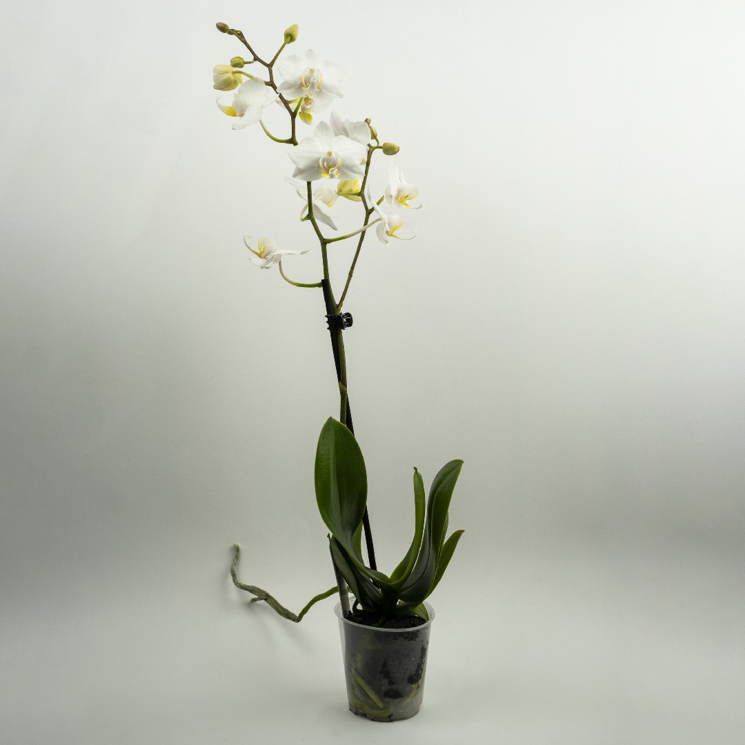 Phalaenopsis Aphrodite Phalaenopsis Aphrodite 日常養生 Picturethis