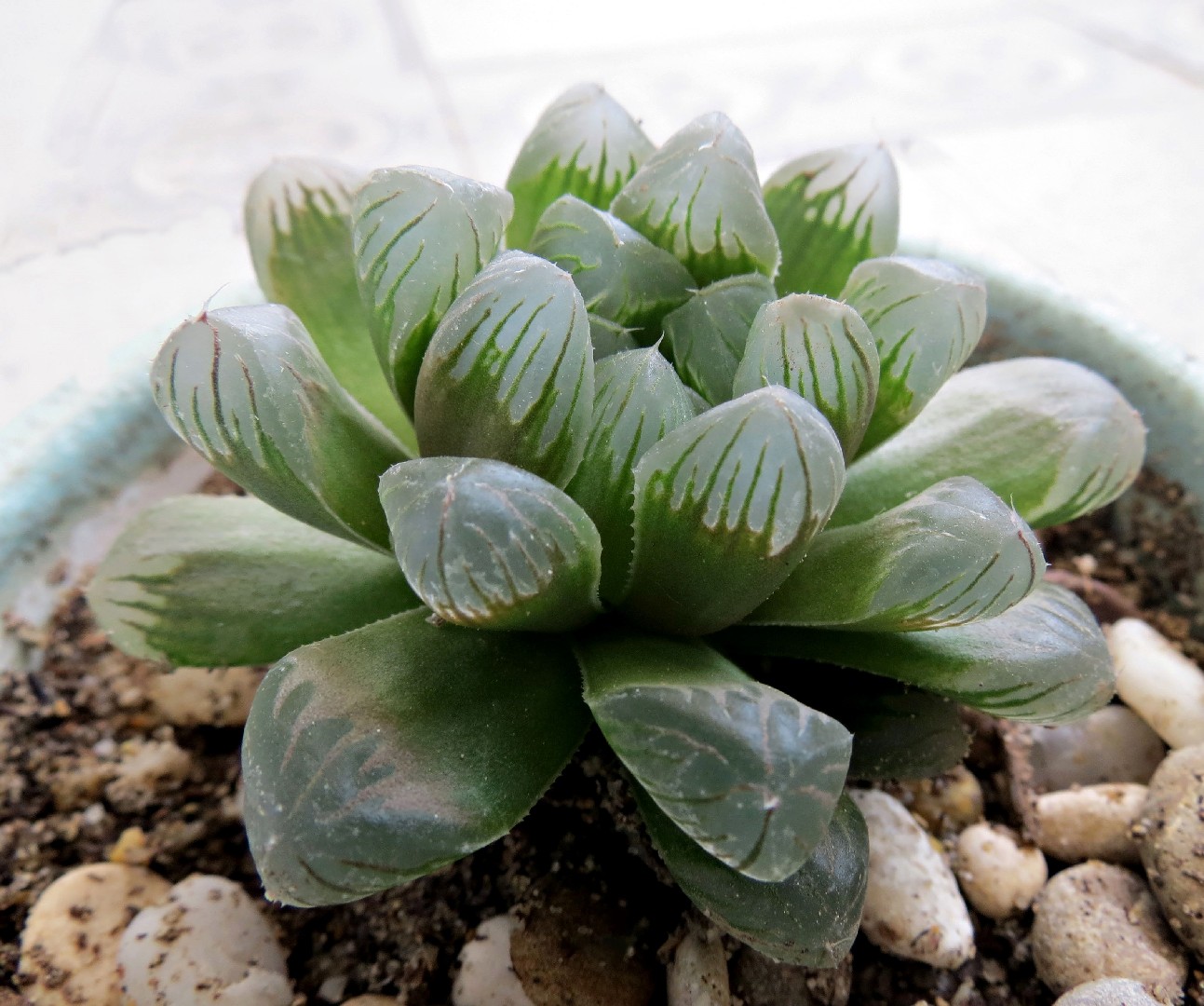 ハオルチア クーペリー Haworthia Cooperi 花言葉 毒性 よくある質問 Picturethis