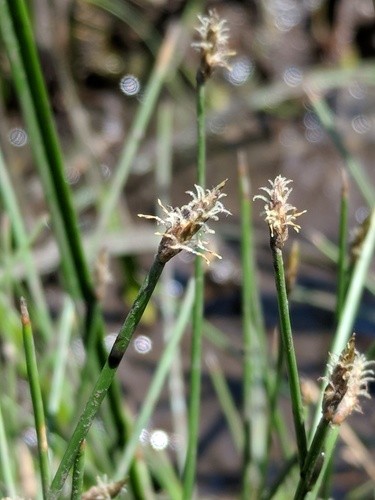 Eleocharis - PictureThis
