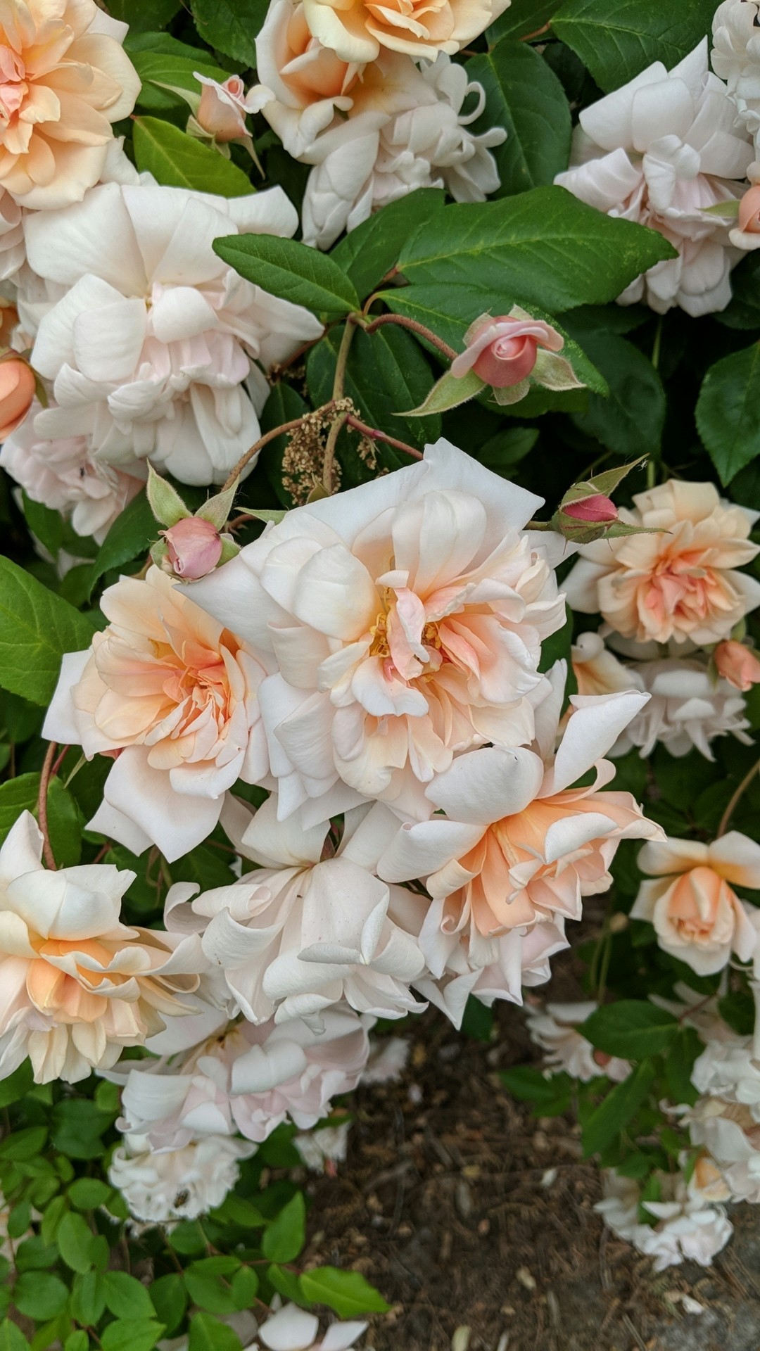 Rosa 'Perle d'Or' (Rosa 'Perle d'Or') - PictureThis