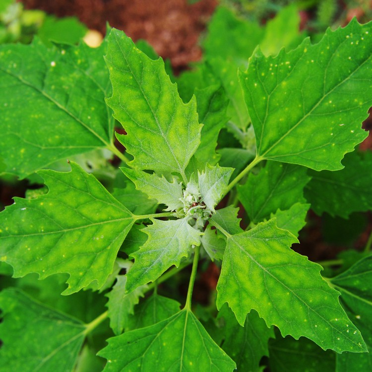 Online Plant Encyclopedia and Common Popular Plants PictureThis