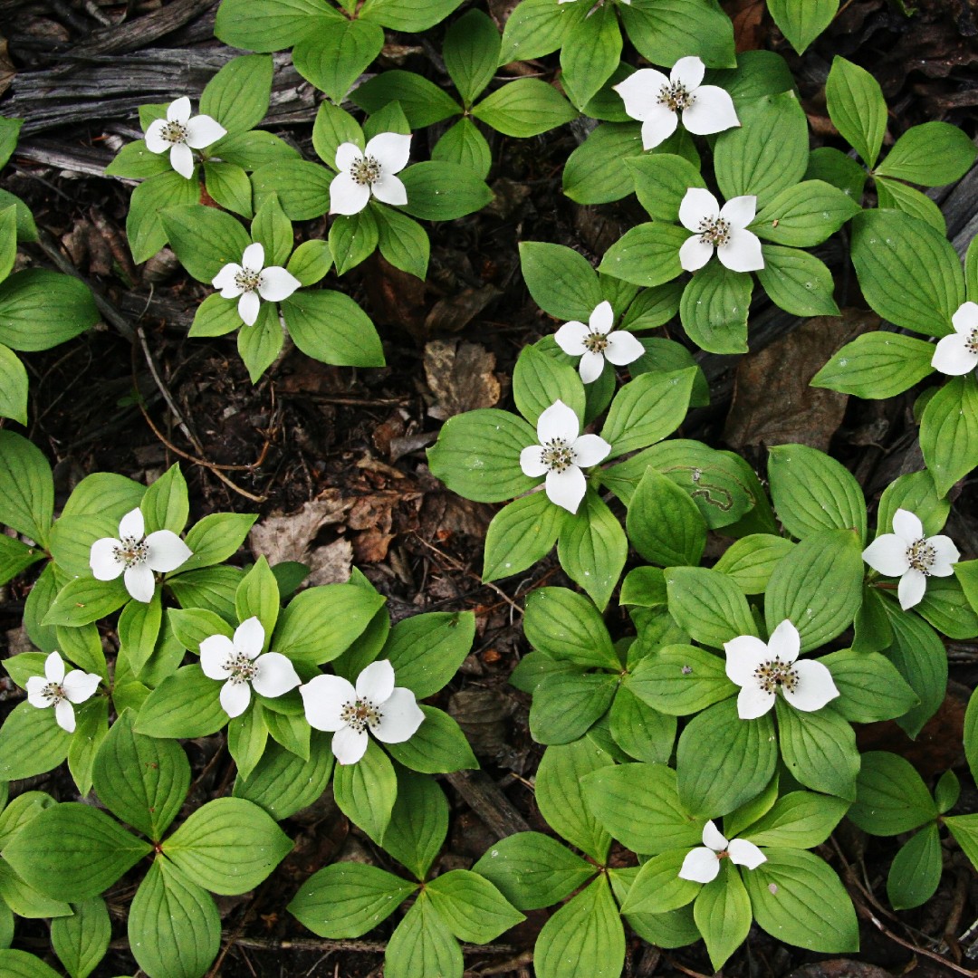 Cornus Canadensis 花言葉 学名 よくある質問 Picturethis