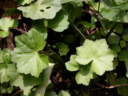 Hydrocotyle nepalensis (Hydrocotyle nepalensis) PictureThis