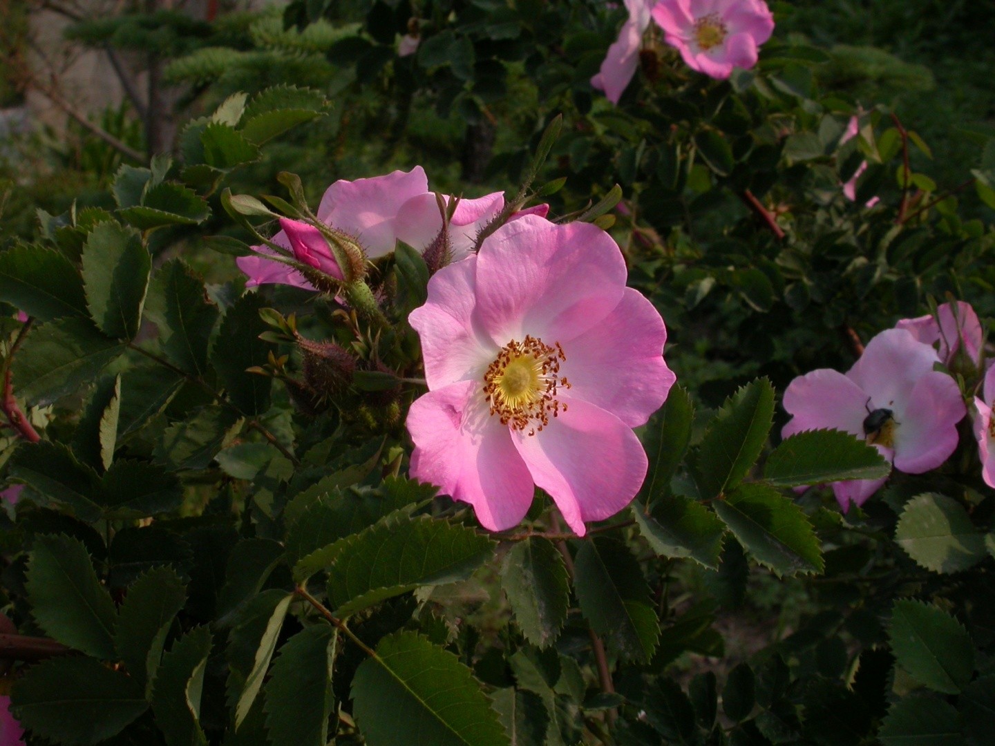 Rosa Bella Rosa Bella Picturethis