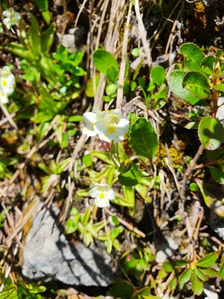 タヌキモ・ムシトリスミレ (Pinguicula alpina) - PictureThis