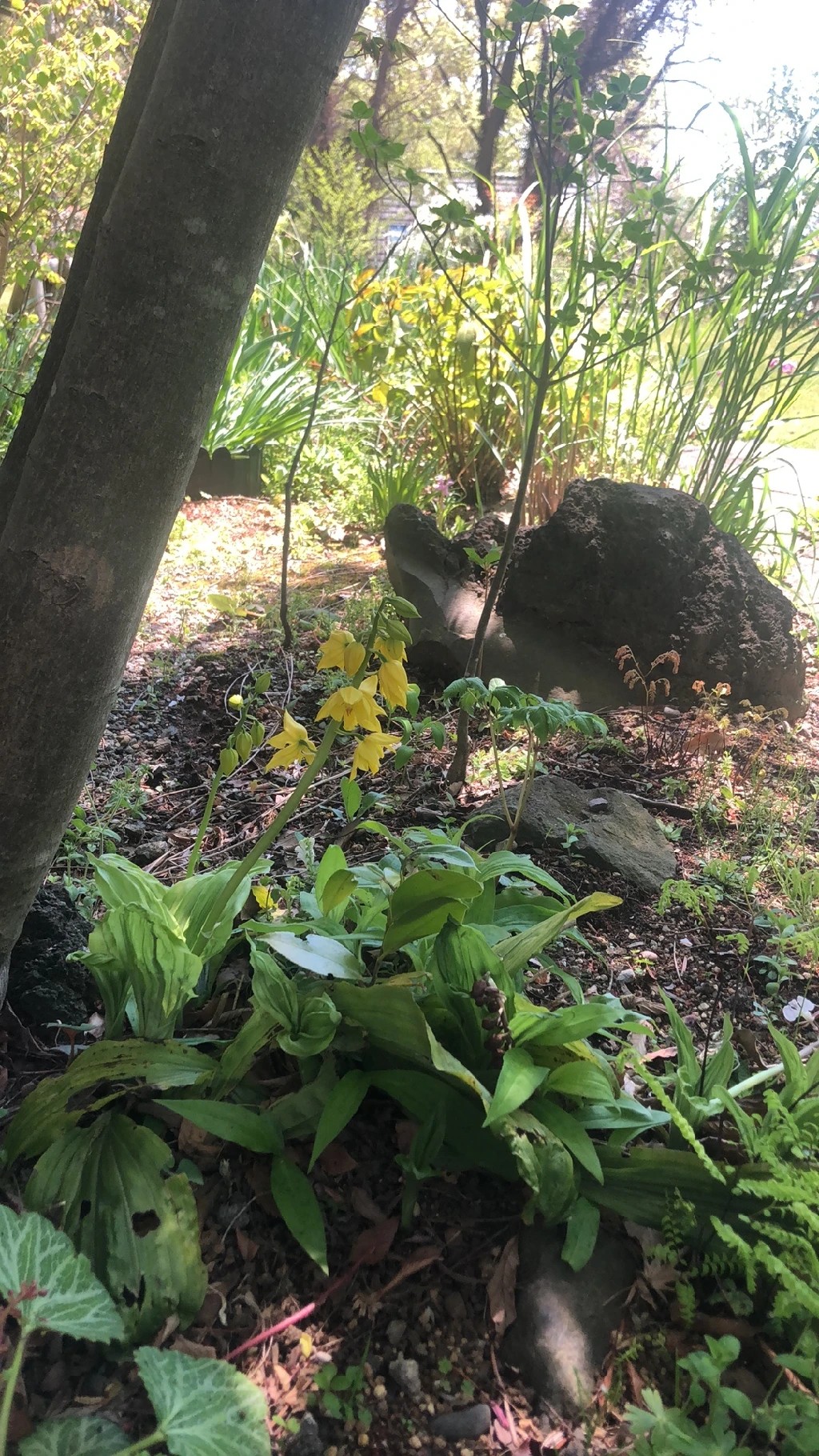 キエビネ（黄海老根） (Calanthe striata) - PictureThis