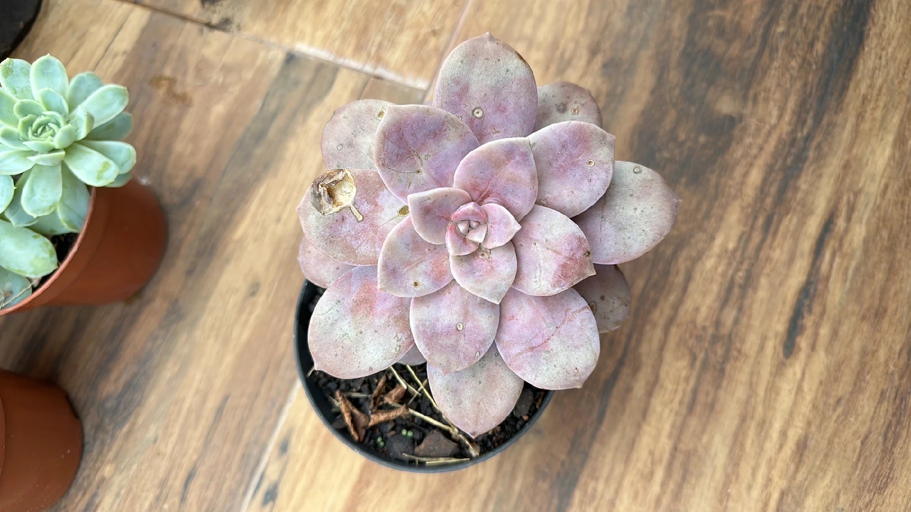 多肉植物　パープルディライト6株 パープルディライト (Graptopetalum 'Purple Delight') - PictureThis
