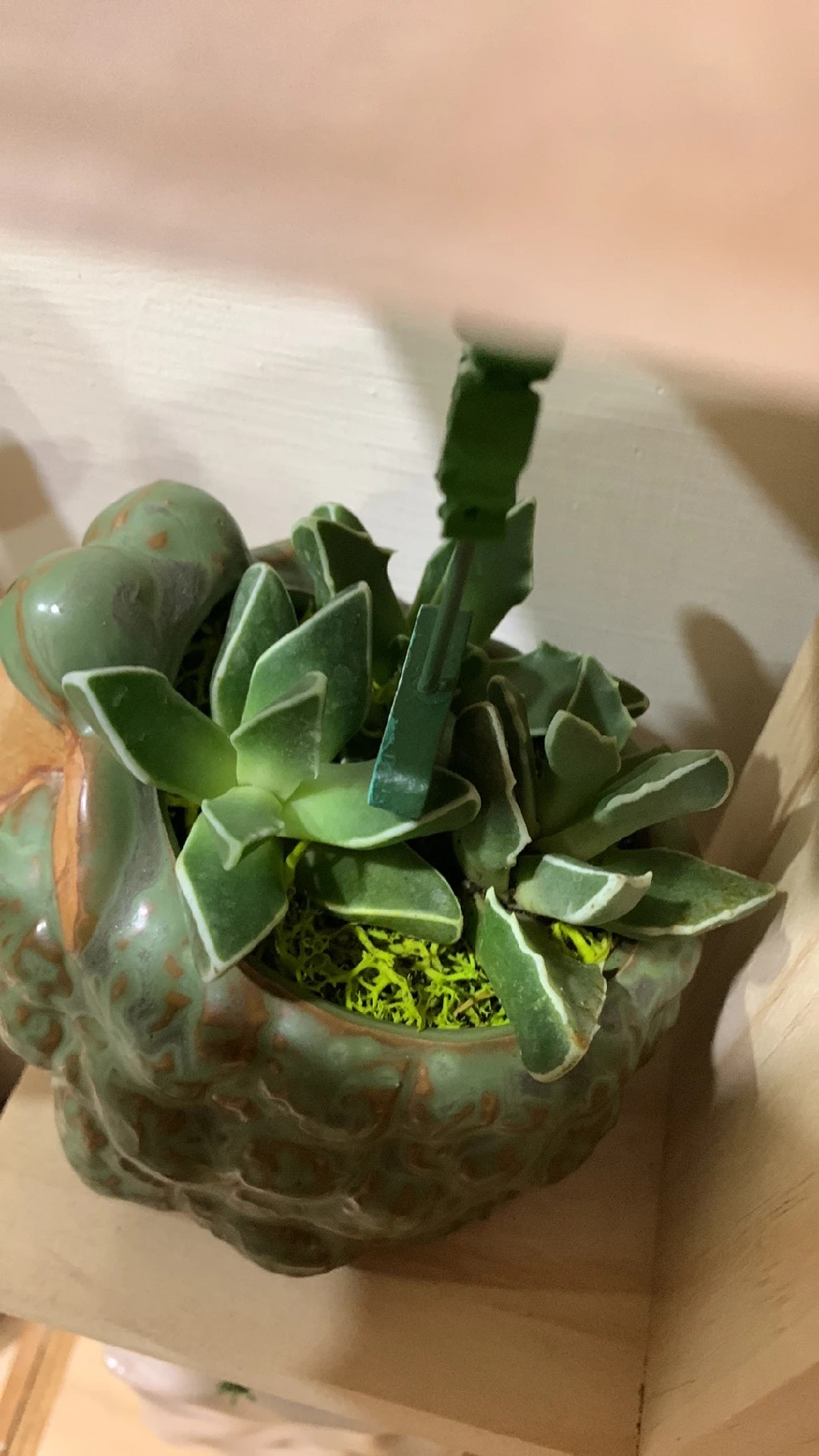 鯨波（くじらなみ） (Faucaria bosscheana) - PictureThis