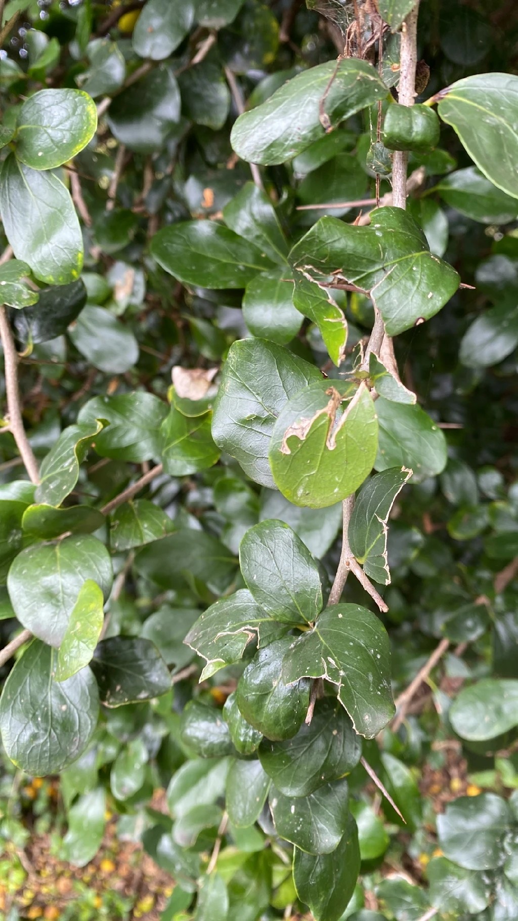 チリサケヤシ（智利酒椰子） (Jubaea chilensis) - PictureThis