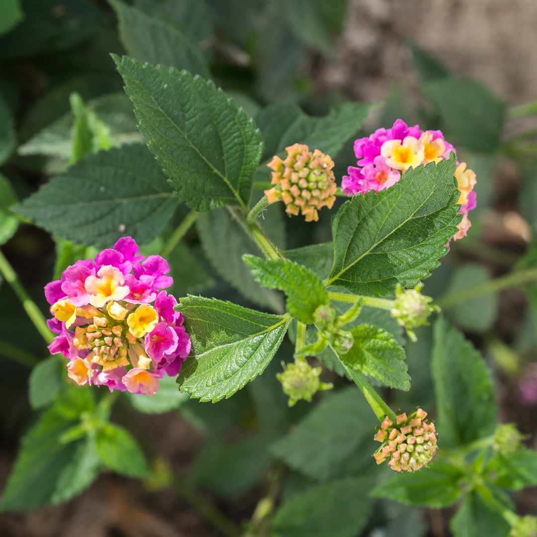 ランタナ アーティコイデス Lantana Urticoides 花言葉 毒性 よくある質問 Picturethis