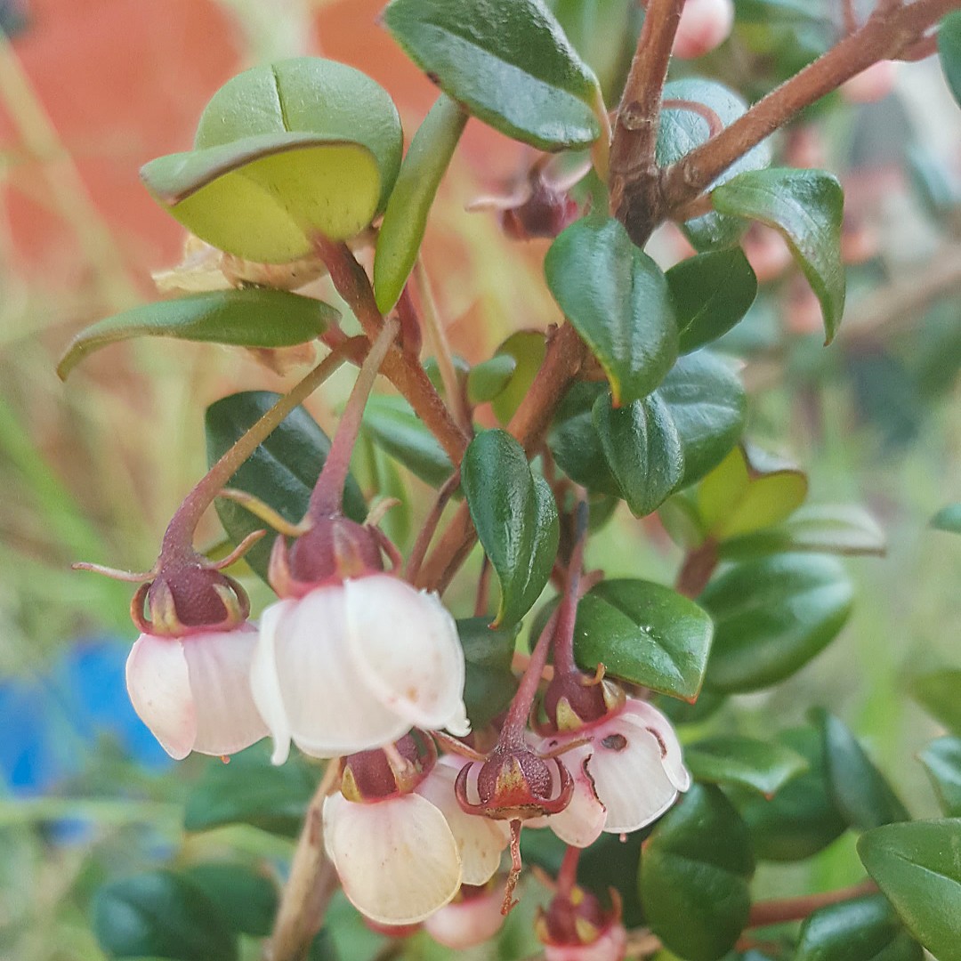 サザン ハイブッシュ ブルーベリー Vaccinium Darrowii 花言葉 学名 よくある質問 Picturethis