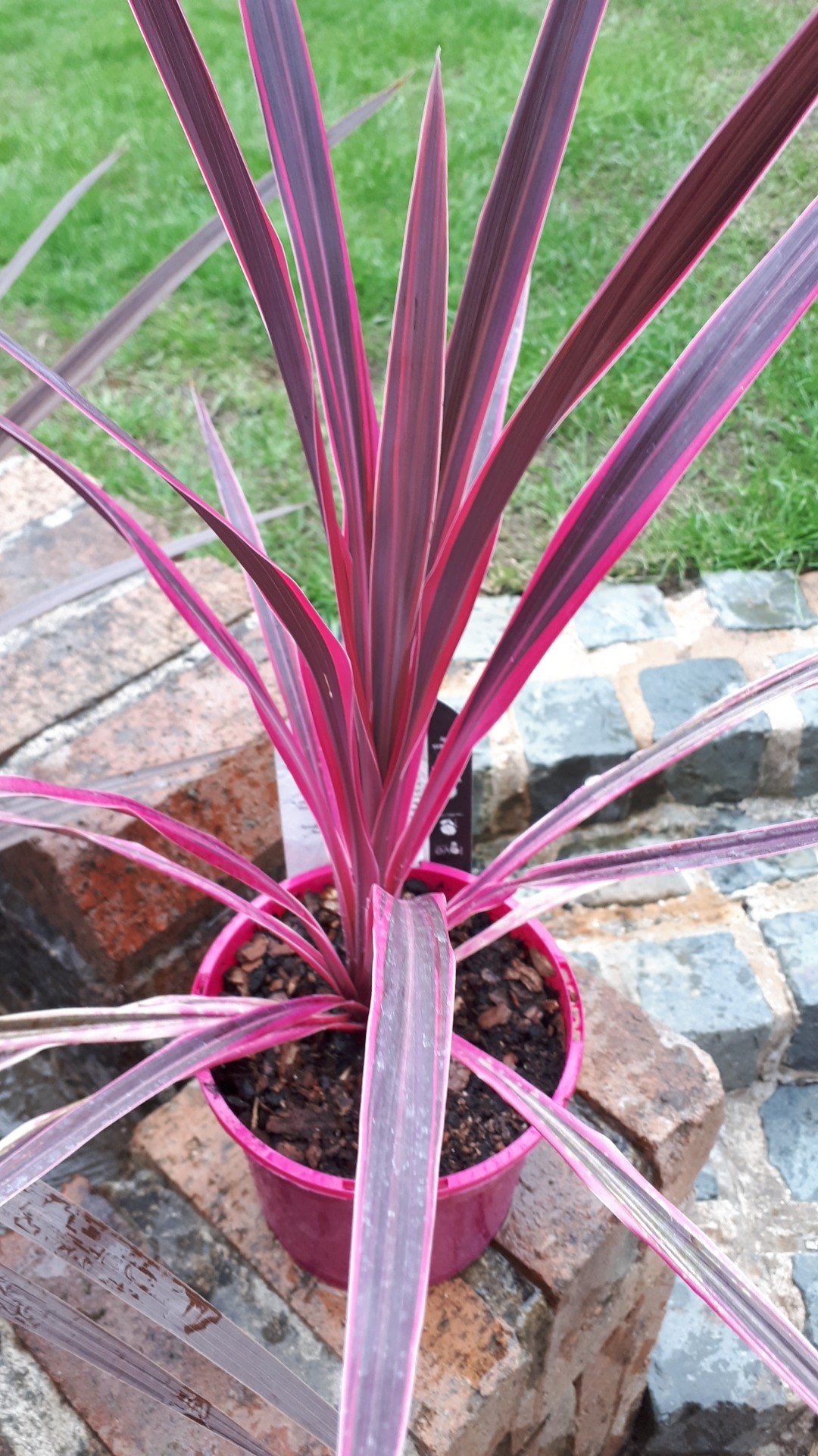 Cordyline australis 'Pink Passion' (Cordyline australis 'Pink Passion
