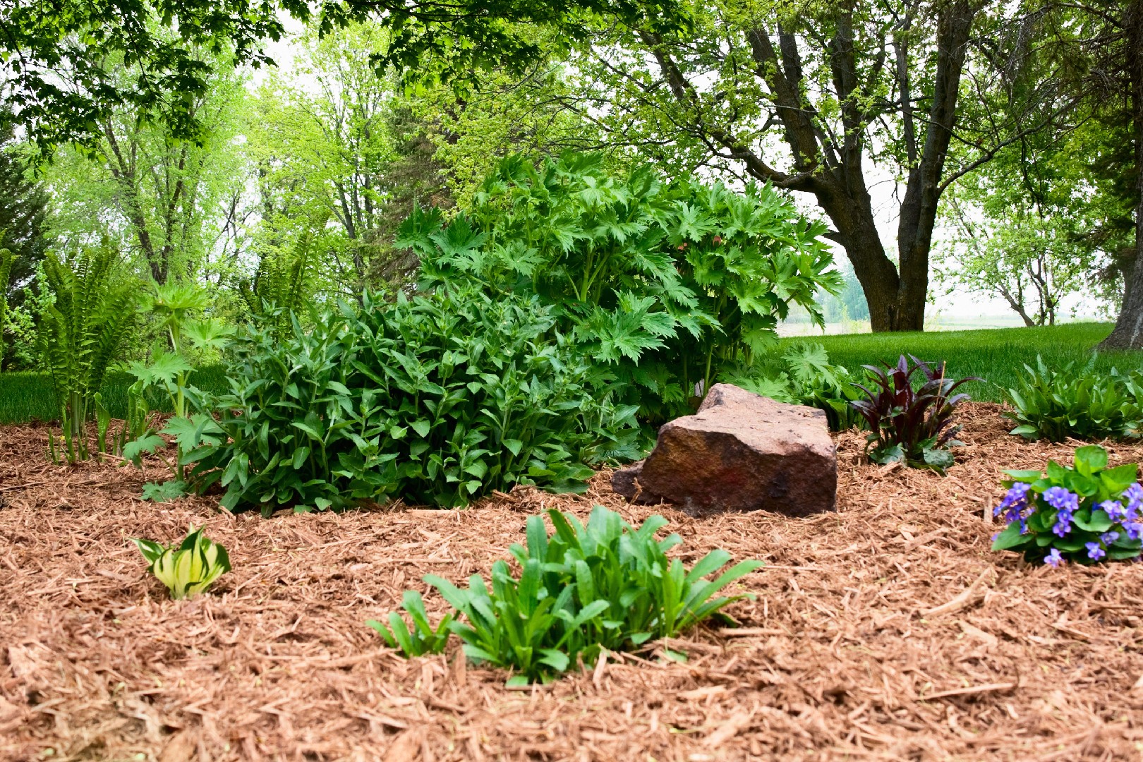 Mulching Magic: Unlock the Incredible Benefits of Mulch for Your Garden