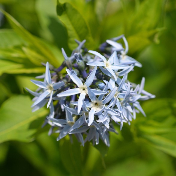 ヤナギバチョウジソウ 柳葉丁字草 Amsonia Tabernaemontana 花言葉 学名 よくある質問 Picturethis