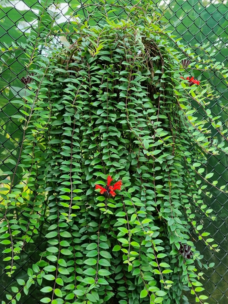 Lipstick plant (Aeschynanthus radicans) Flower, Leaf, Care, Uses