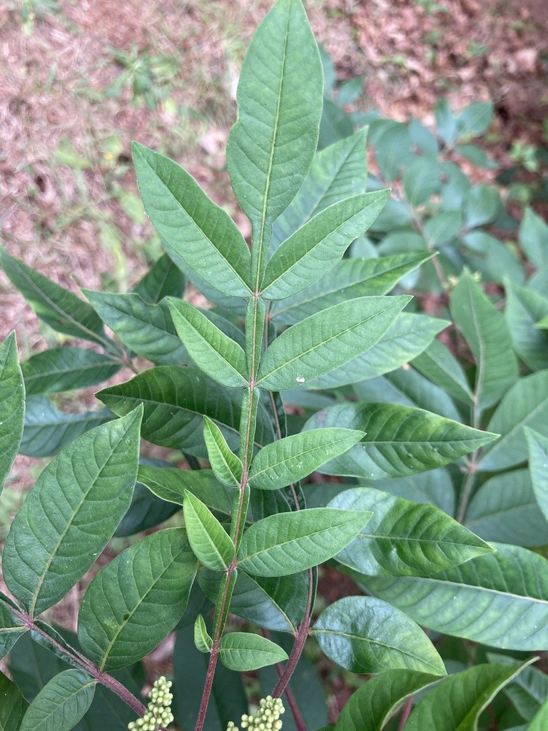 Zumaque Zumaque alado (Rhus copallina) - PictureThis