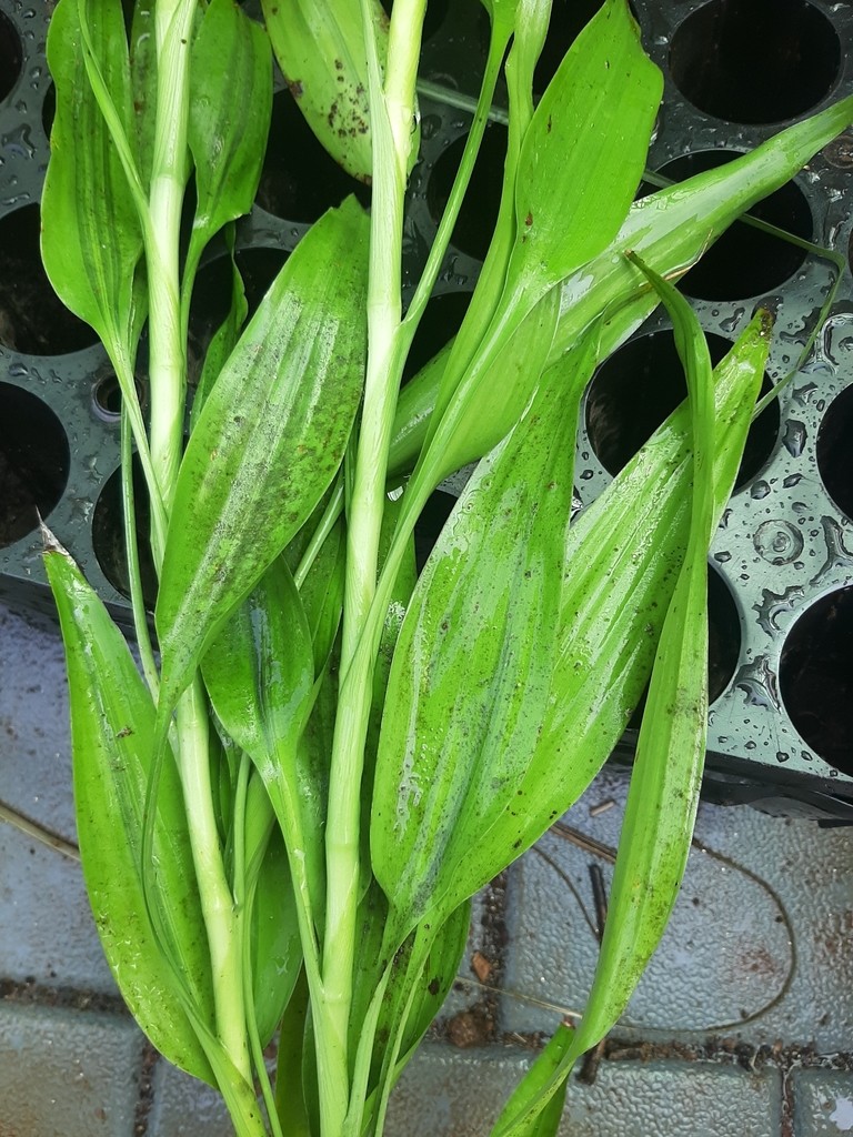 개운죽 (관리, 특징, 상징성, 이미지), image size:768x1024