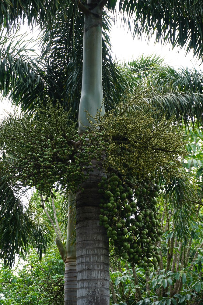 フォックステールパーム (ケア, 特徴, 花, 画像)