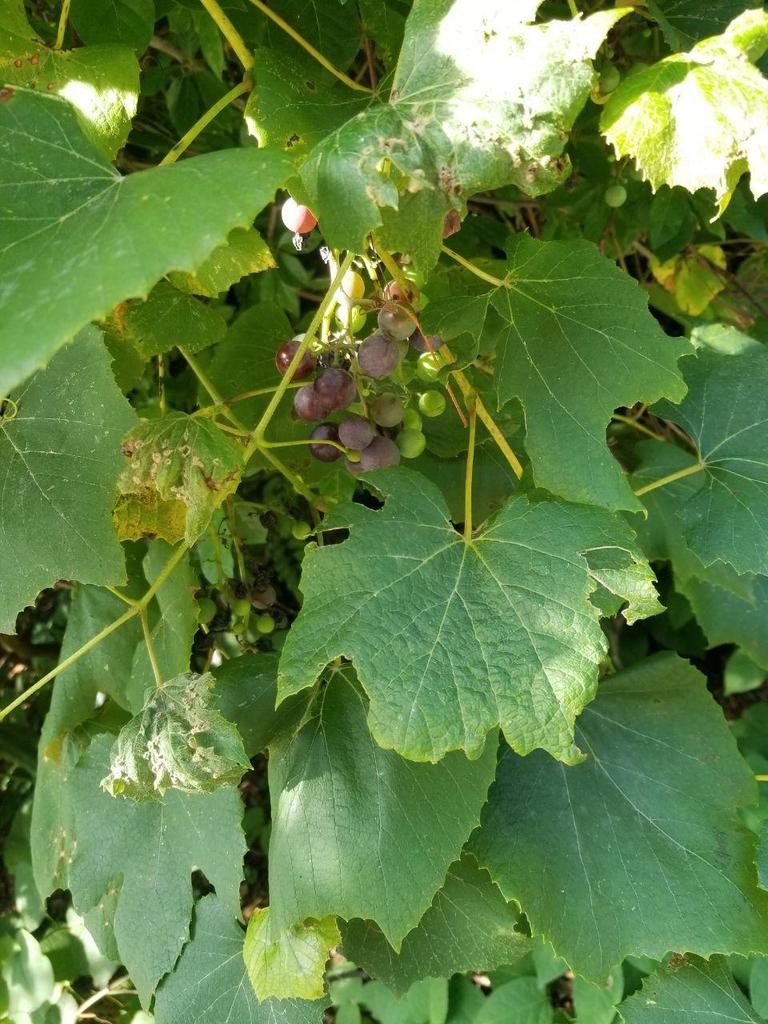 How to Plant and Grow Fox grape(Vitis labrusca)