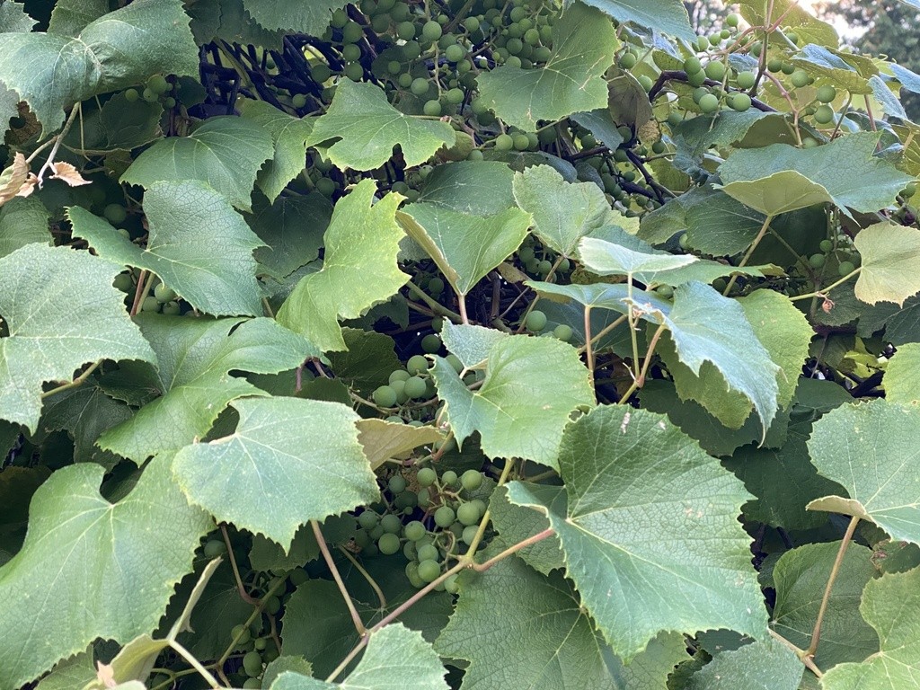 How to Plant and Grow Fox grape(Vitis labrusca)