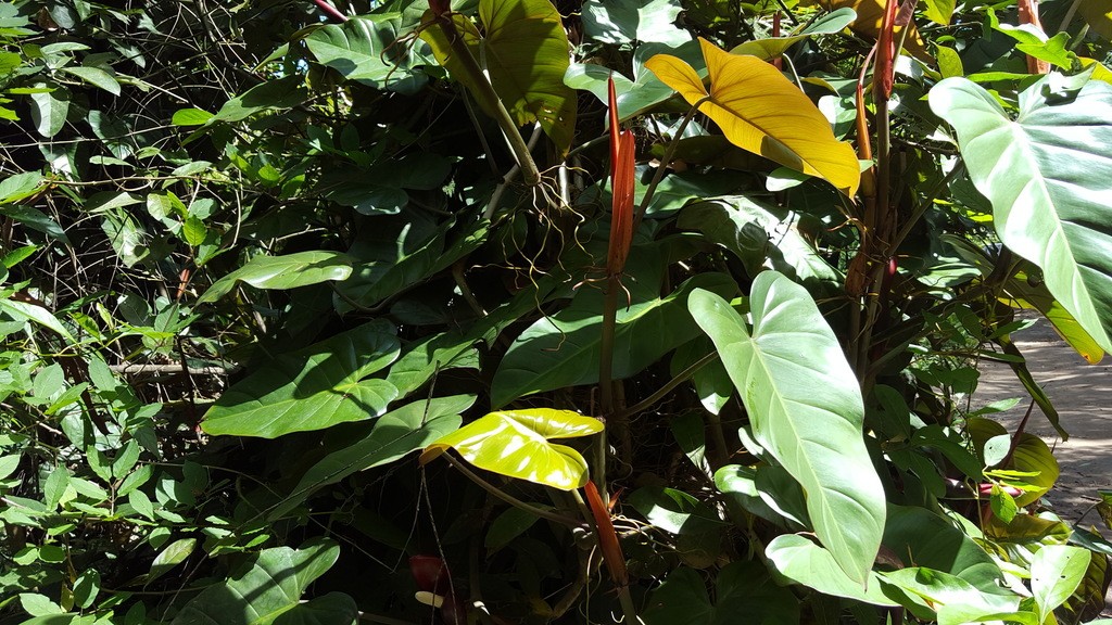 Blushing philodendron - Philodendron erubescens (Care, Characteristics,  Symbolism, Images)