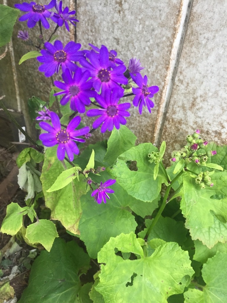 How to Grow and Care for Cineraria