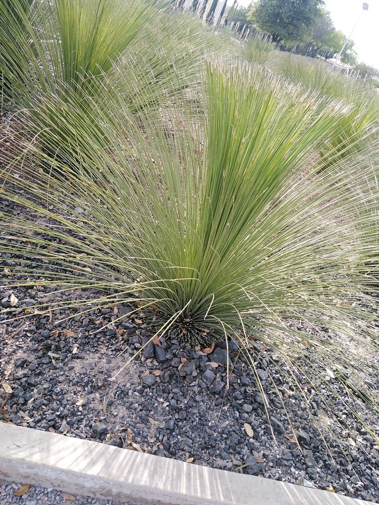 How to Plant and Grow Mexican grass tree(Dasylirion longissimum)