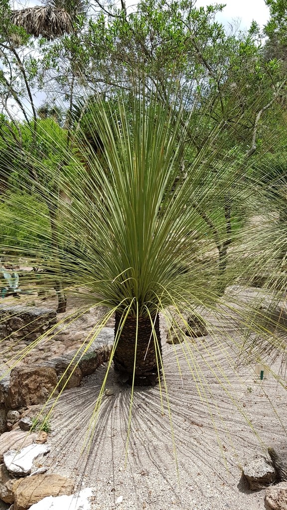 How to Plant and Grow Mexican grass tree(Dasylirion longissimum)