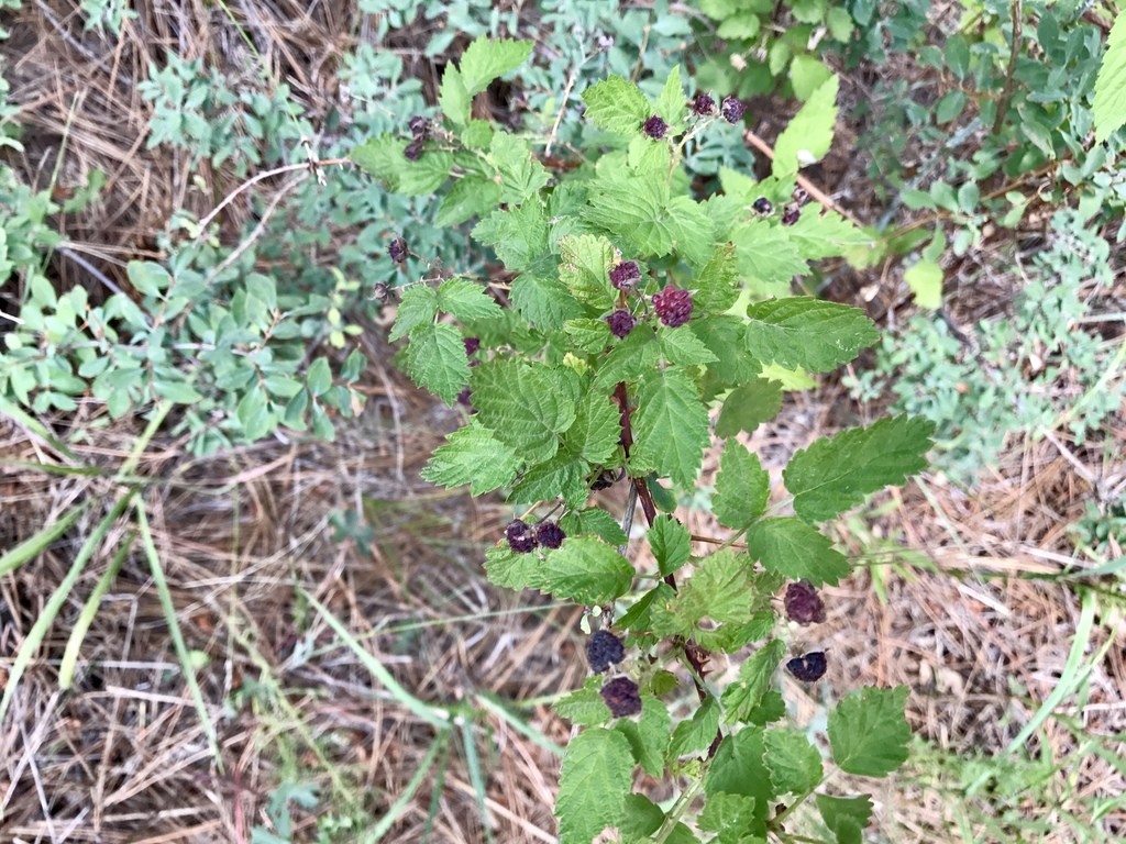 Whitebark Raspberry Fruit
