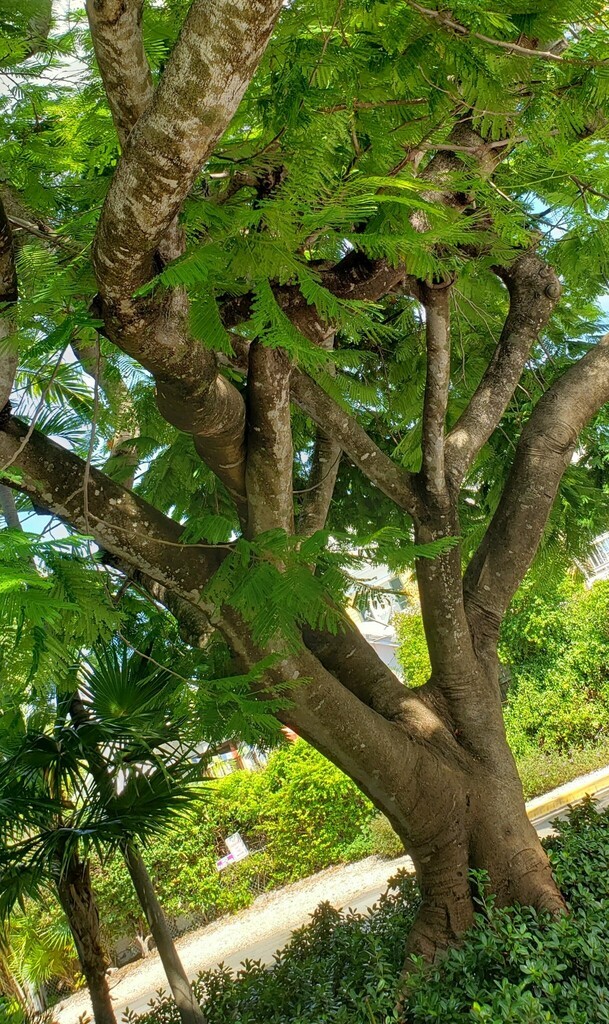 ホウオウボク（鳳凰木） (ケア, 特徴, 花, 画像)