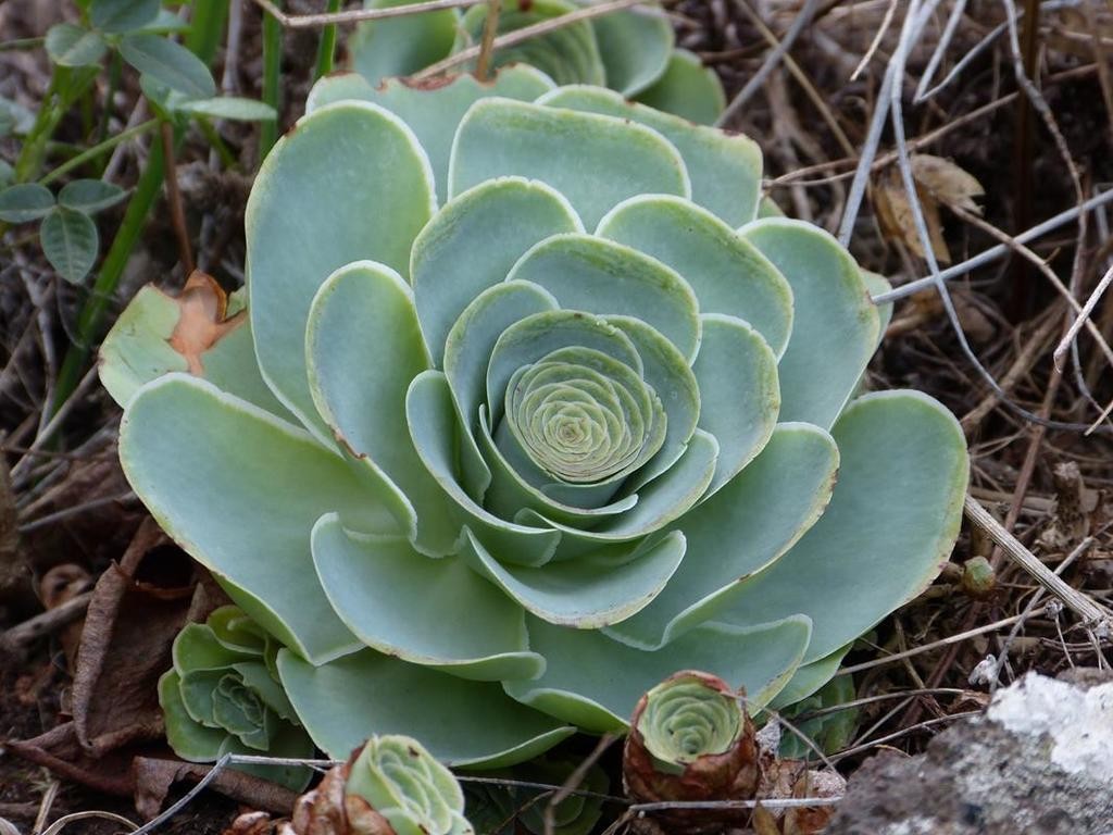 How to Grow and Care for Green Rose Buds