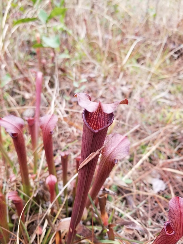 plant iris rhizomes Pastel Mix main image 0