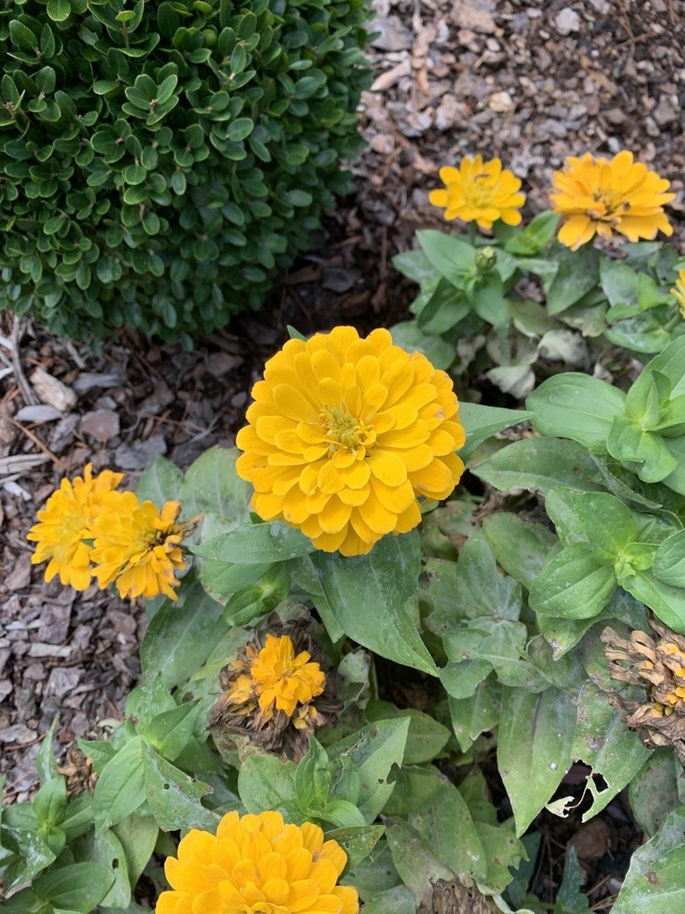Zínia - Zinnia elegans (Cuidado, Características, Flor, Imagens), image size:768x1024