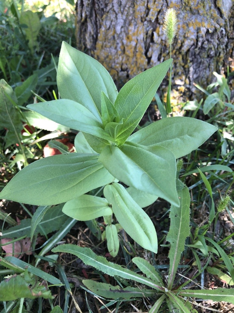 Zínia - Zinnia elegans (Cuidado, Características, Flor, Imagens), image size:768x1024