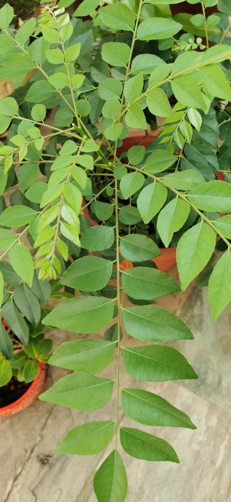 Curry Leaf Live Plant(murraya Koenigii, Karivepallai, Karivembu, Karivepaku, Kadipatta