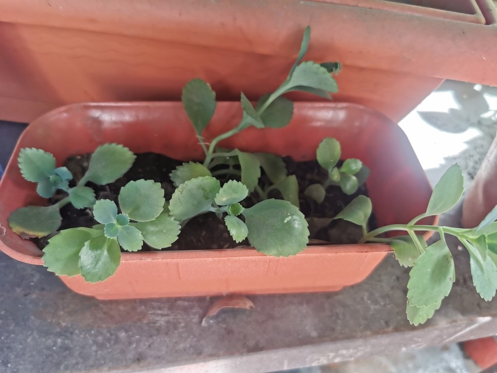 만손초 (관리, 특징, 꽃, 이미지)