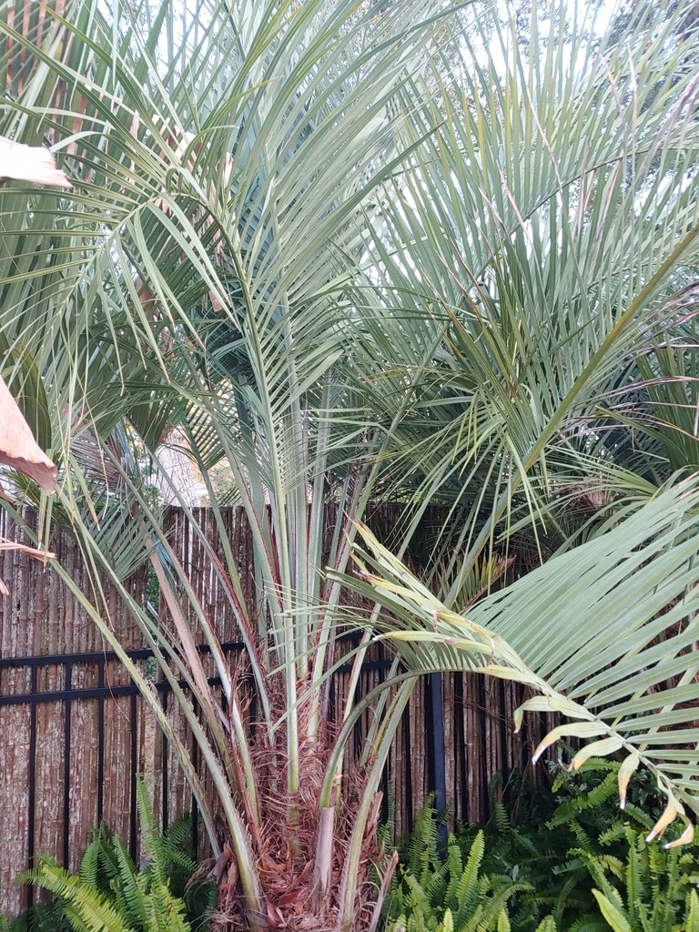 Jelly palm - Butia capitata (Care, Characteristics, Symbolism, Images)