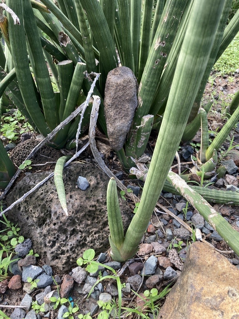 Sansevieria cylindrica - Sansevieria cylindrica (Pflege, Merkmale,  Symbolik, Bilder)