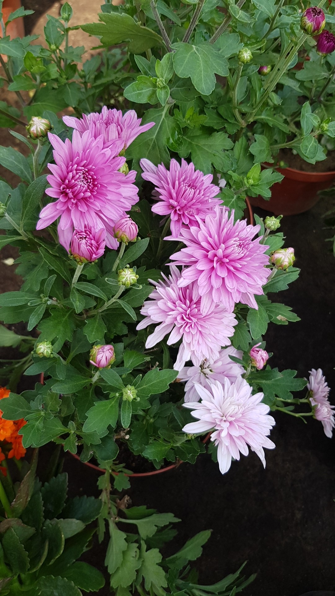 Chrysanthemum 'EMILY PictureThis