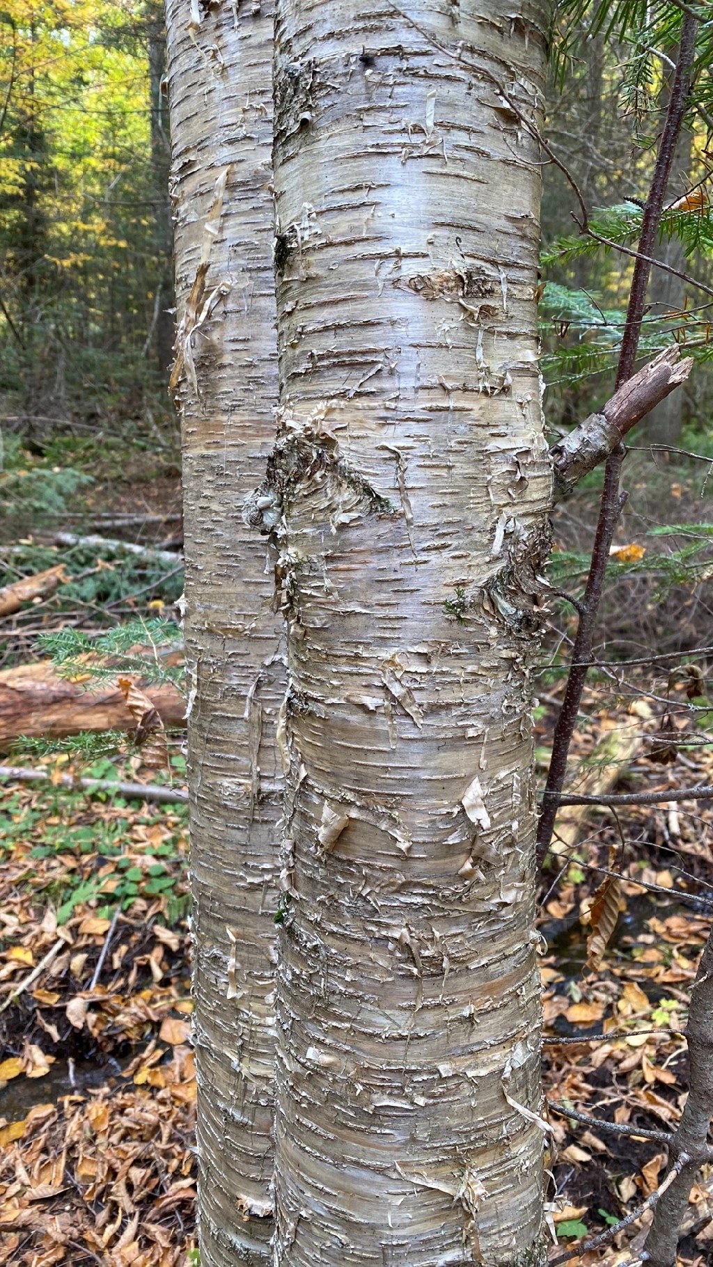 How To Identify A Yellow Birch Tree