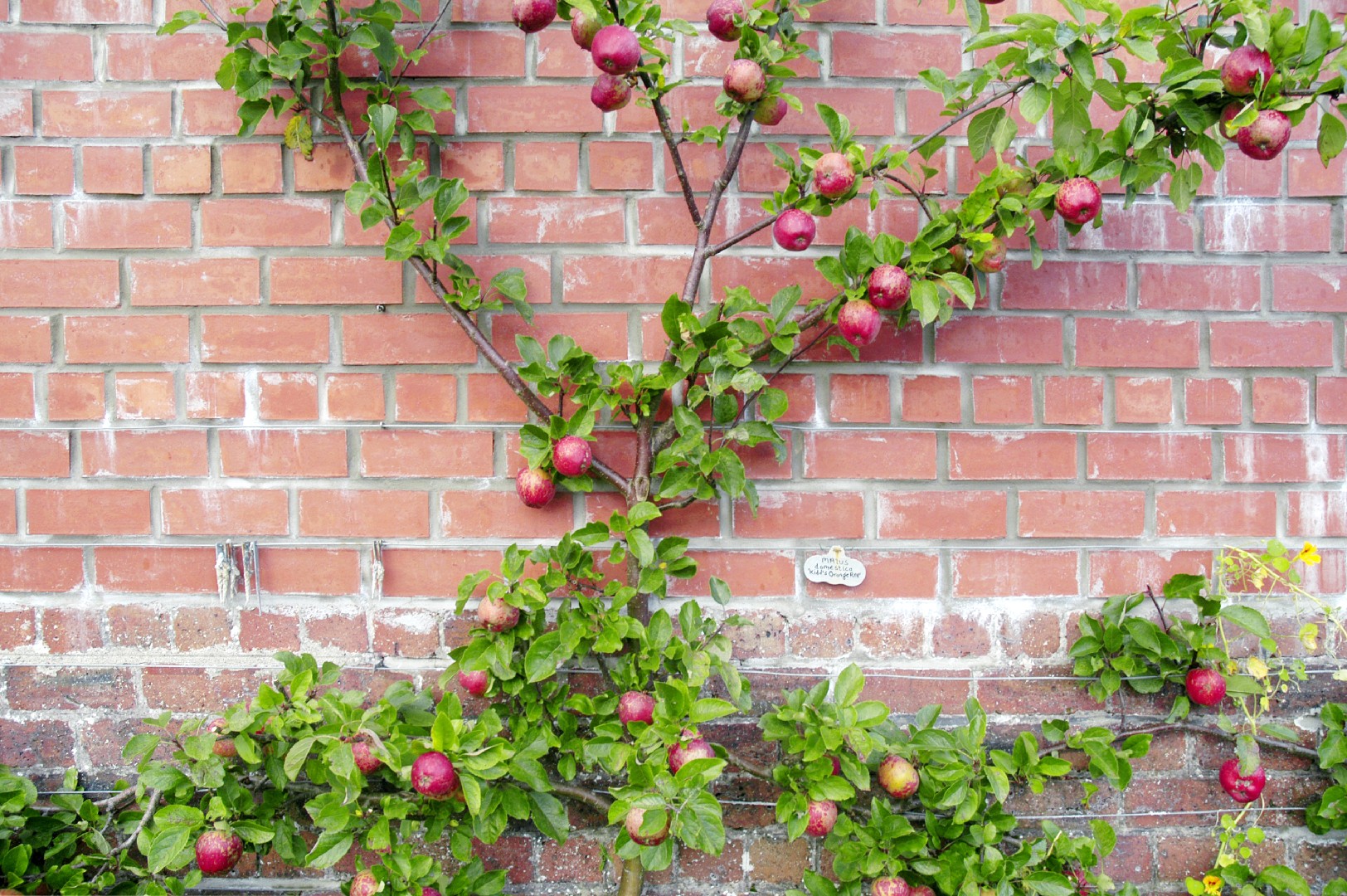 Unleashing Creativity in the Garden How to Train Espalier Trees