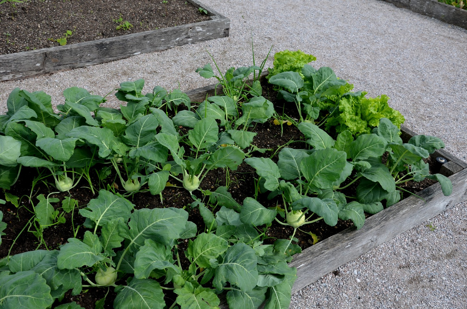 Boost Your Harvest A Comprehensive Guide to Crop Rotation in Raised Beds