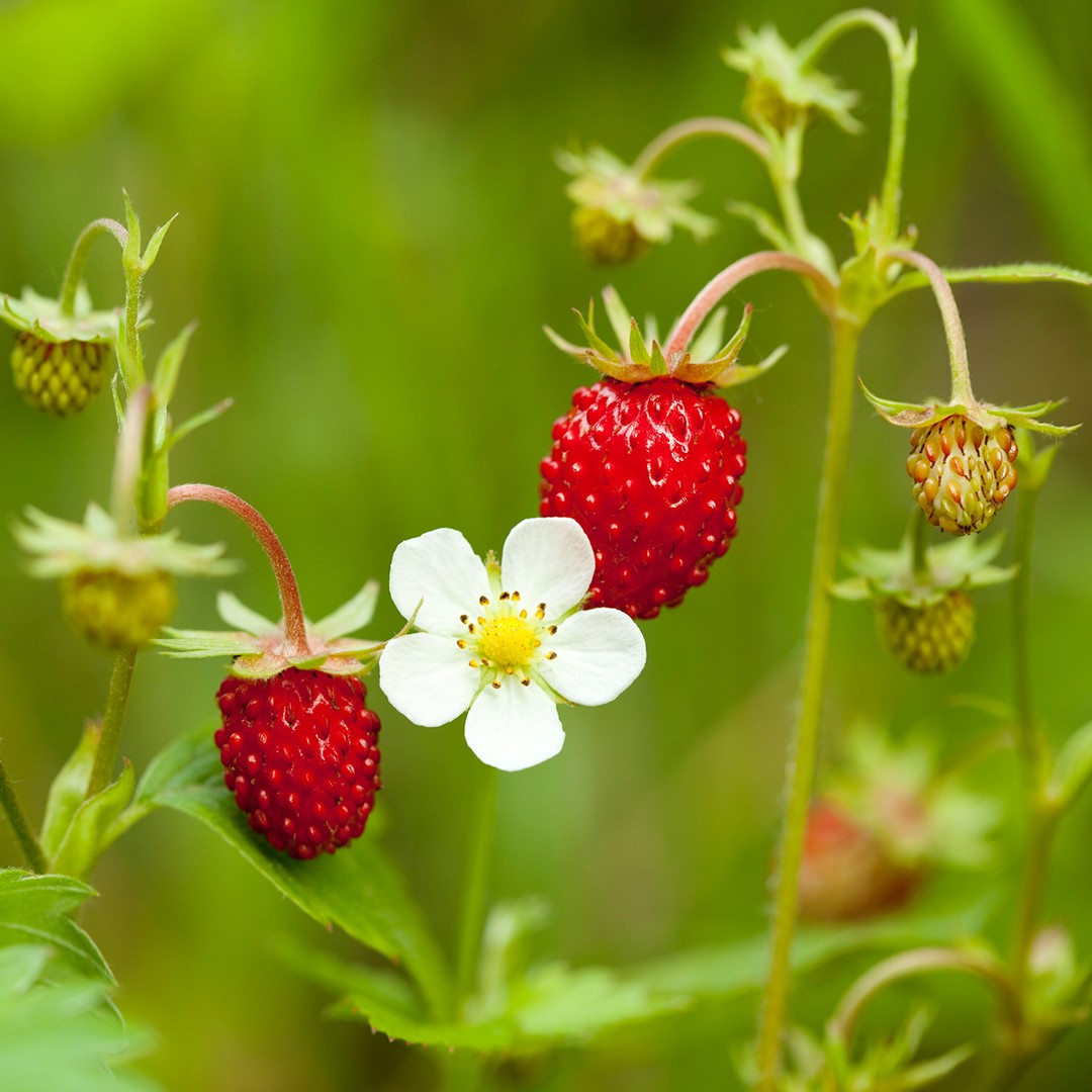 Fragaria Vesca 花言葉 学名 よくある質問 Picturethis