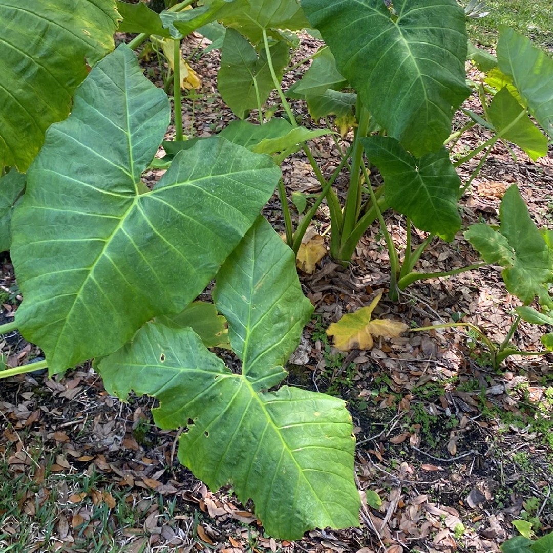 Elephant's ear Care (Watering, Fertilize, Pruning, Propagation